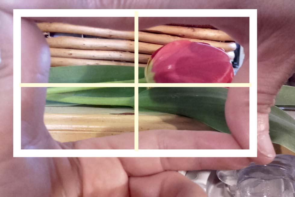 keret alkotása az ujjainkból, egy részlet kiválasztásához tulipánnal